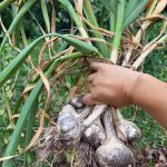 How to transplant garlic (and other ramblings from a suburban farmer)