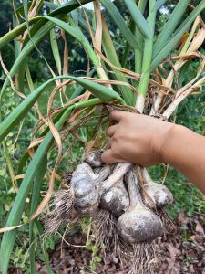 How to transplant garlic (and other ramblings from a suburban farmer)