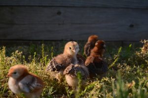 Meet the chicks!  By:  Mary