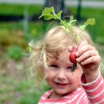 Planting radishes, etc.