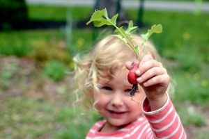 Planting radishes, etc.